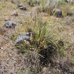 Lomandra multiflora at Belconnen, ACT - 12 Oct 2023