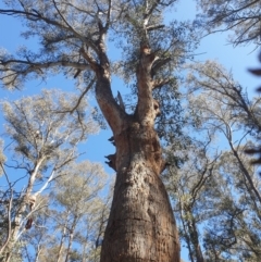 Eucalyptus tasmaniensis (Gum-topped Stringybark) at Tarraleah, TAS - 8 Oct 2023 by Detritivore