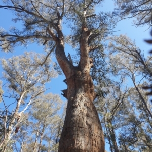 Eucalyptus delegatensis subsp. tasmaniensis at Tarraleah, TAS - 8 Oct 2023
