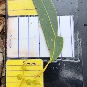 Eucalyptus camaldulensis at suppressed - 16 Oct 2023