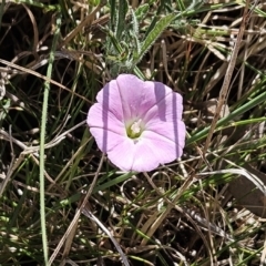 Convolvulus angustissimus subsp. angustissimus (Australian Bindweed) at The Pinnacle - 12 Oct 2023 by sangio7