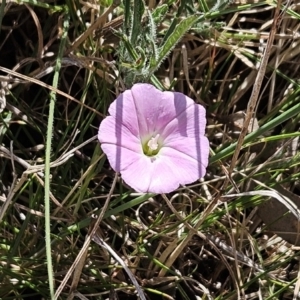 Convolvulus angustissimus subsp. angustissimus at Belconnen, ACT - 12 Oct 2023 12:23 PM