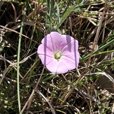 Convolvulus angustissimus subsp. angustissimus (Australian Bindweed) at Belconnen, ACT - 12 Oct 2023 by sangio7