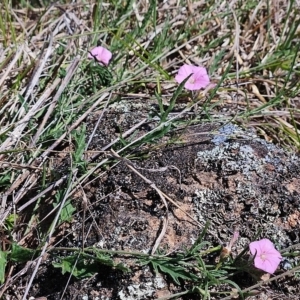 Convolvulus angustissimus subsp. angustissimus at Belconnen, ACT - 12 Oct 2023 12:23 PM