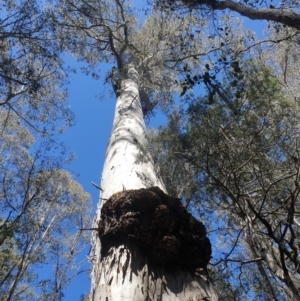 Eucalyptus viminalis at Bronte Park, TAS - 8 Oct 2023