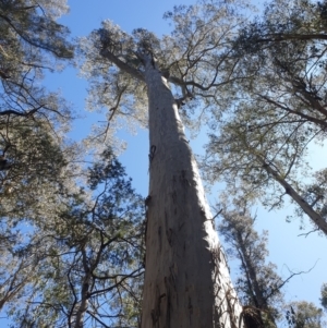 Eucalyptus viminalis at Bronte Park, TAS - suppressed