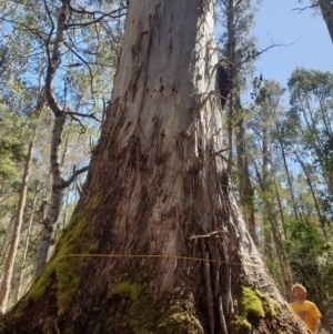 Eucalyptus viminalis at Bronte Park, TAS - suppressed