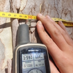 Eucalyptus viminalis at Bronte Park, TAS - suppressed