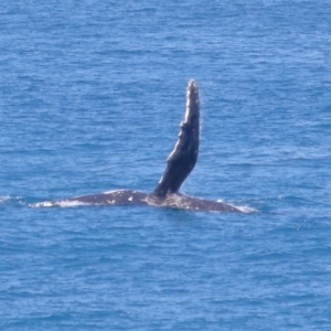 Megaptera novaeangliae at Point Lookout, QLD - 11 Oct 2023