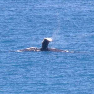 Megaptera novaeangliae at Point Lookout, QLD - 11 Oct 2023 01:02 PM