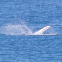 Megaptera novaeangliae at Point Lookout, QLD - 11 Oct 2023 01:02 PM