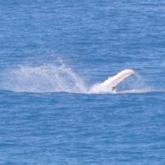 Megaptera novaeangliae at Point Lookout, QLD - 11 Oct 2023