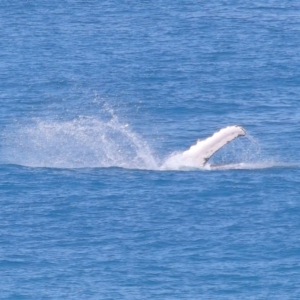 Megaptera novaeangliae at Point Lookout, QLD - 11 Oct 2023 01:02 PM