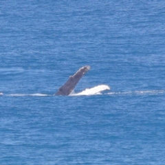 Megaptera novaeangliae at Point Lookout, QLD - 11 Oct 2023 01:02 PM