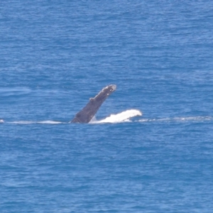 Megaptera novaeangliae at Point Lookout, QLD - 11 Oct 2023 01:02 PM