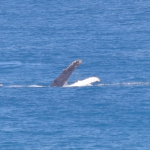 Megaptera novaeangliae at Point Lookout, QLD - 11 Oct 2023