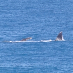 Megaptera novaeangliae at Point Lookout, QLD - 11 Oct 2023 01:02 PM