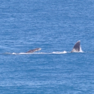 Megaptera novaeangliae at Point Lookout, QLD - 11 Oct 2023