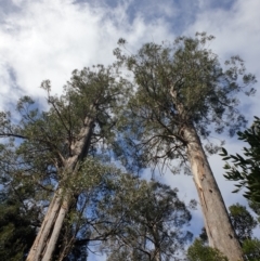Eucalyptus regnans (Mountain Ash or Swamp Gum (Tas)) at Geeveston, TAS - 17 Sep 2023 by Detritivore