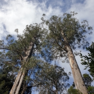 Eucalyptus regnans at Geeveston, TAS - suppressed