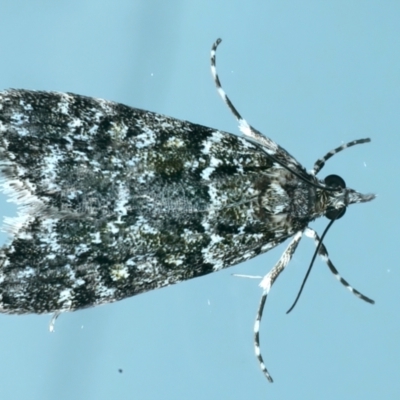 Scoparia syntaracta (A Pyralid moth) at Ainslie, ACT - 9 Oct 2023 by jb2602