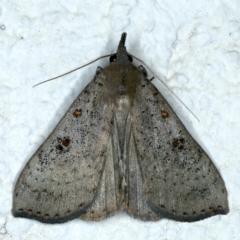 Rhapsa suscitatalis (Wedged Rhapsa) at Ainslie, ACT - 9 Oct 2023 by jb2602