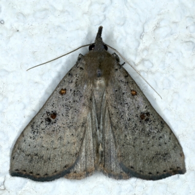 Rhapsa suscitatalis (Wedged Rhapsa) at Ainslie, ACT - 9 Oct 2023 by jb2602