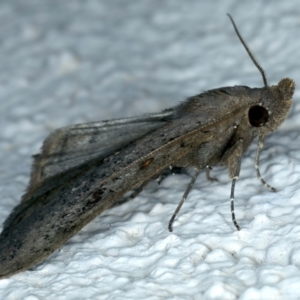 Rhapsa suscitatalis at Ainslie, ACT - 9 Oct 2023