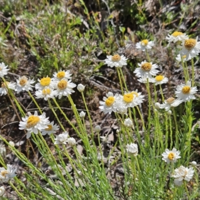 Rhodanthe anthemoides (Chamomile Sunray) at Belconnen, ACT - 11 Oct 2023 by sangio7