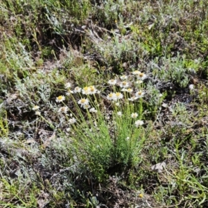 Rhodanthe anthemoides at Belconnen, ACT - 12 Oct 2023