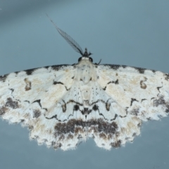 Sandava scitisignata (A noctuid moth) at Ainslie, ACT - 9 Oct 2023 by jb2602