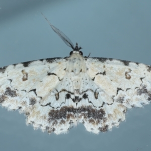 Sandava scitisignata at Ainslie, ACT - 9 Oct 2023