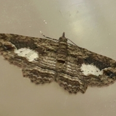 Chloroclystis filata (Filata Moth, Australian Pug Moth) at Hughes, ACT - 15 Oct 2023 by LisaH