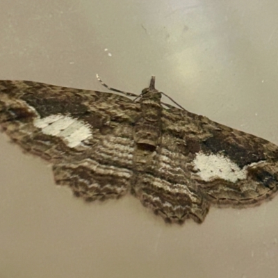 Chloroclystis filata (Filata Moth, Australian Pug Moth) at Hughes, ACT - 15 Oct 2023 by LisaH