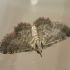 Pasiphilodes testulata at Hughes, ACT - suppressed