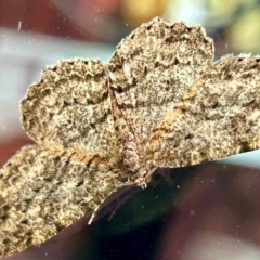 Ectropis fractaria (Ringed Bark Moth) at Golden Point, VIC - 14 Oct 2023 by LisaH