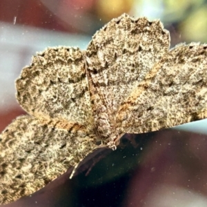 Ectropis fractaria at Golden Point, VIC - suppressed