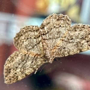 Ectropis fractaria at Golden Point, VIC - suppressed