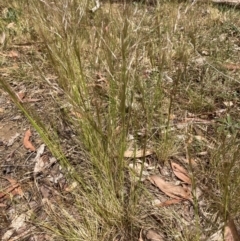 Austrostipa scabra (Corkscrew Grass, Slender Speargrass) at Emu Creek - 16 Oct 2023 by JohnGiacon