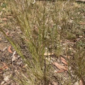 Austrostipa scabra at Belconnen, ACT - 16 Oct 2023 02:16 PM