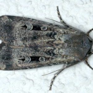 Agrotis ipsilon at Ainslie, ACT - 9 Oct 2023