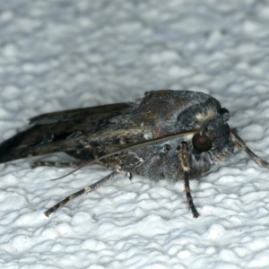 Agrotis ipsilon at Ainslie, ACT - 9 Oct 2023 09:13 PM