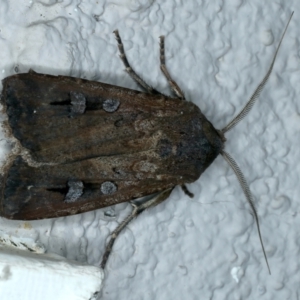 Agrotis ipsilon at Ainslie, ACT - 9 Oct 2023