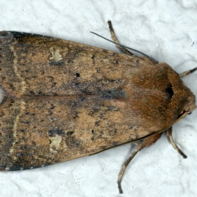 Diarsia intermixta (Chevron Cutworm, Orange Peel Moth.) at Ainslie, ACT - 9 Oct 2023 by jb2602