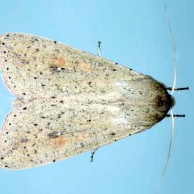 Mythimna (Pseudaletia) convecta (Common Armyworm) at Ainslie, ACT - 9 Oct 2023 by jb2602