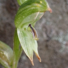 Pterostylis macilenta at Grampians National Park - 16 Oct 2023 by AnneG1