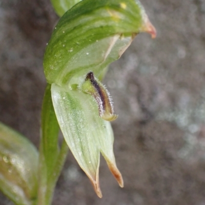 Pterostylis macilenta at Grampians National Park - 16 Oct 2023 by AnneG1