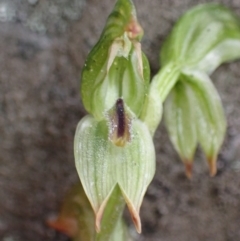 Pterostylis macilenta at Bellfield, VIC - 16 Oct 2023