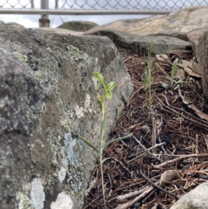 Pterostylis macilenta at Bellfield, VIC - 16 Oct 2023