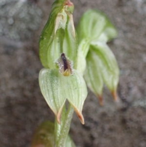 Pterostylis macilenta at Bellfield, VIC - 16 Oct 2023